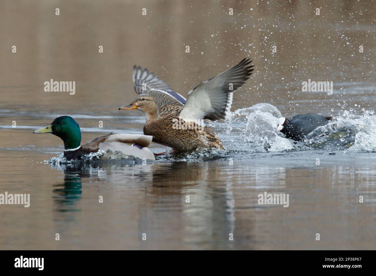 A mating pair of Mallard ducks being seen off by a Coot, RSPB Lakenheath fen in Norfolk England Stock Photo