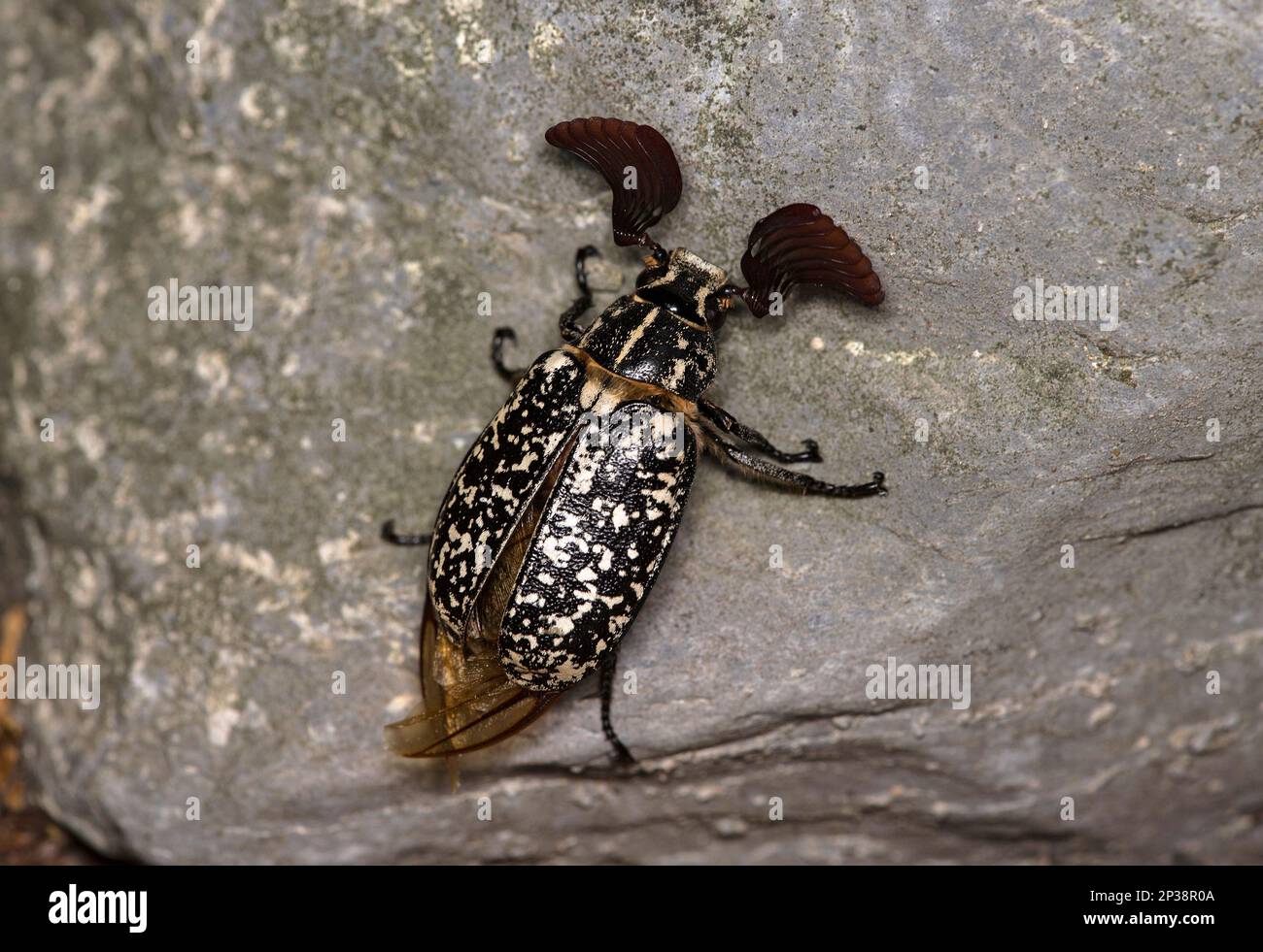 Male Polyphylla fullo beetle belonging to the family Scarabaeidae, Ovronnaz, Valais, Switzerland Stock Photo
