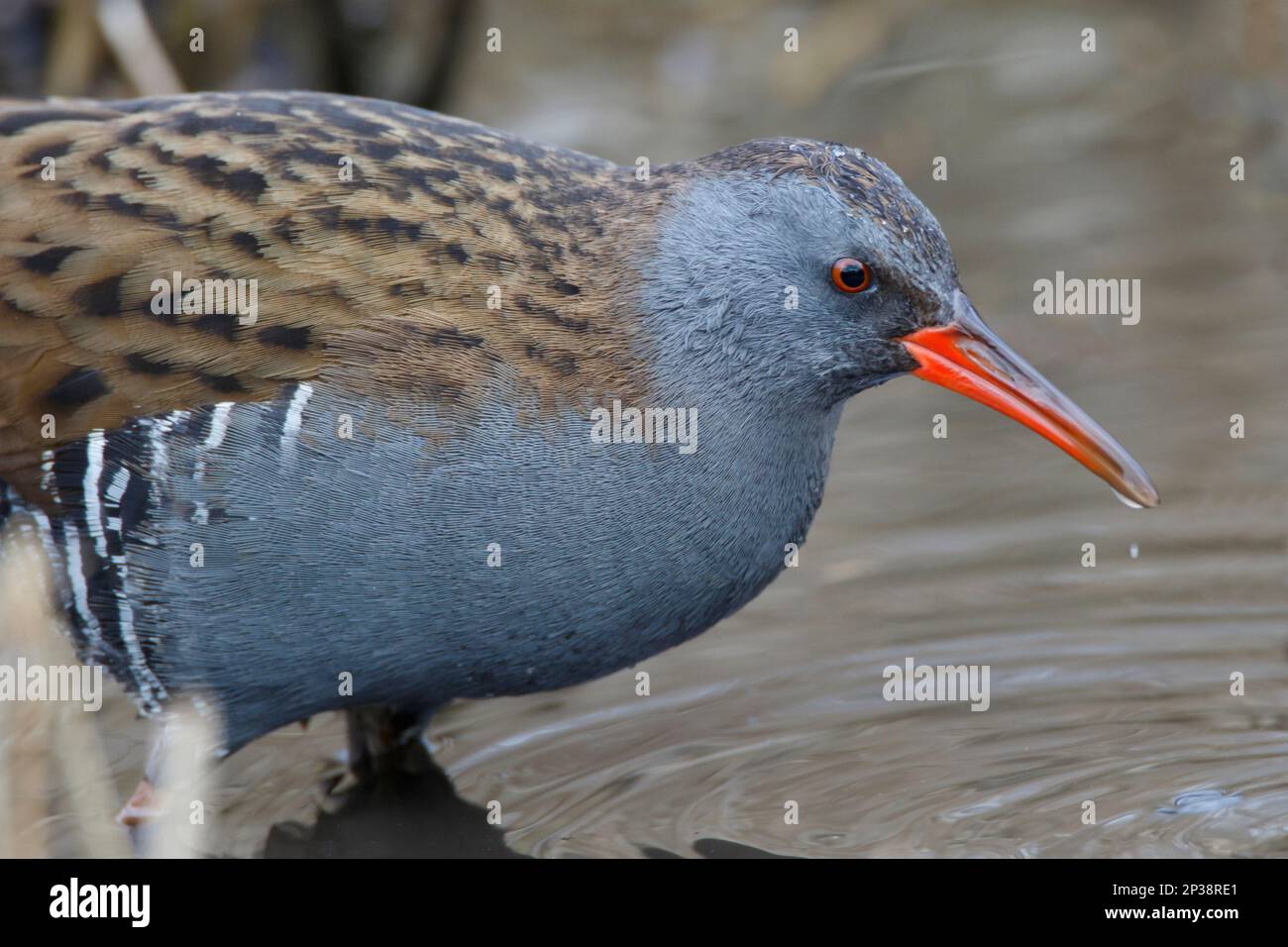 A Water Rail wild bird feeding on small seeds and food in the wetland reeds at RSPB Lakenheath Fen in Norfolk, England Stock Photo