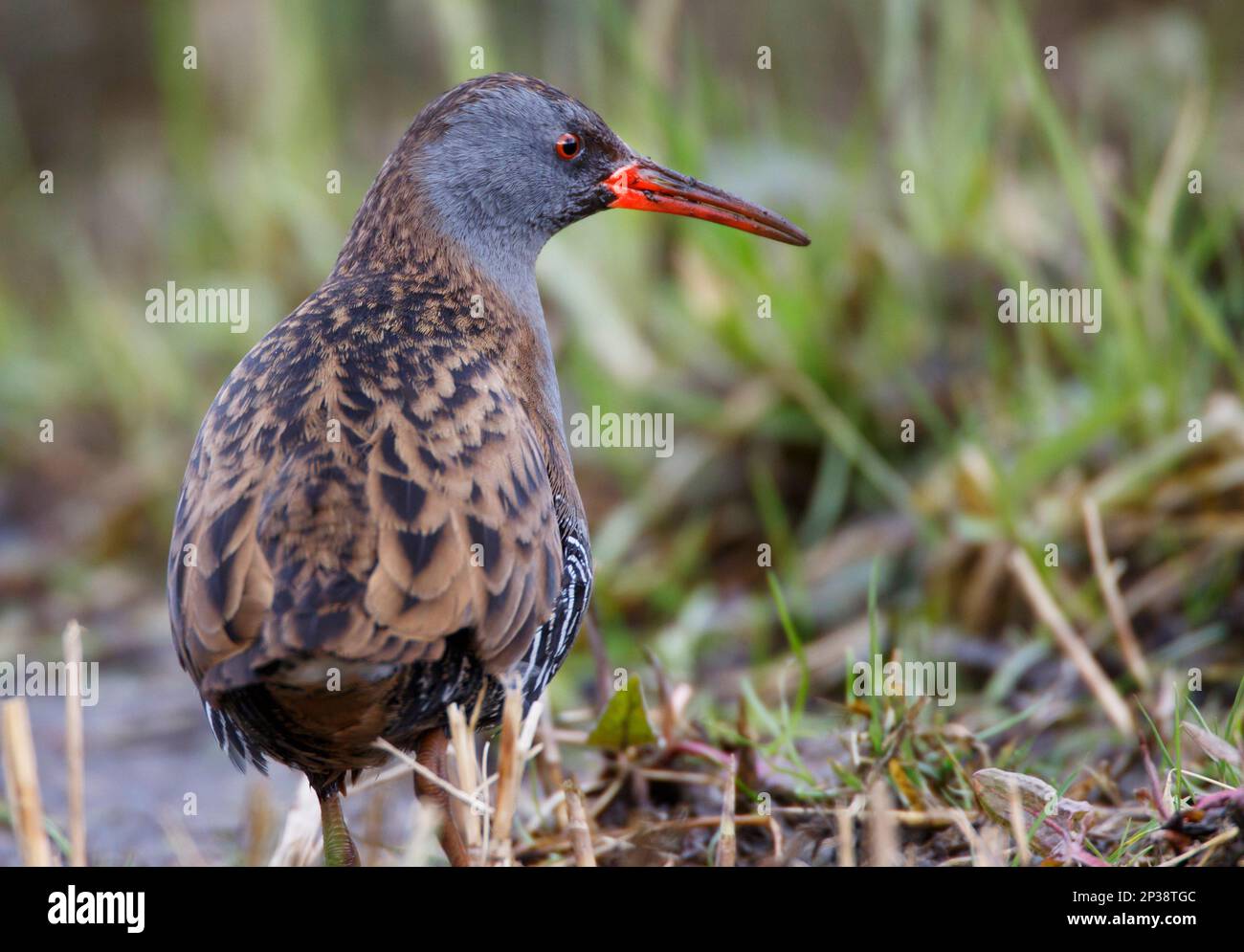 A Water Rail wild bird feeding on small seeds and food in the wetland reeds at RSPB Lakenheath Fen in Norfolk, England Stock Photo