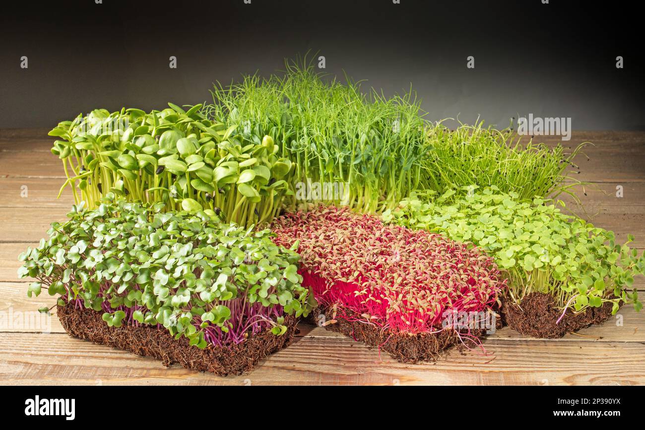 Growing microgreens. Home mini garden. Young shoots of arugula, sunflower, onion, cabbage
