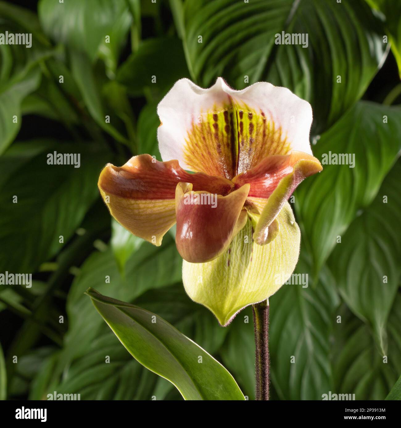 Paphiopedilum orchid flower close-up against the background of the leaves of home plants. Stock Photo