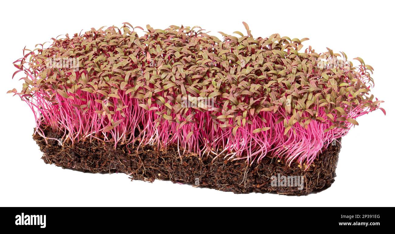 Growing microgreens. Young shoots of purple amaranth, isolate on a white background,close up Stock Photo