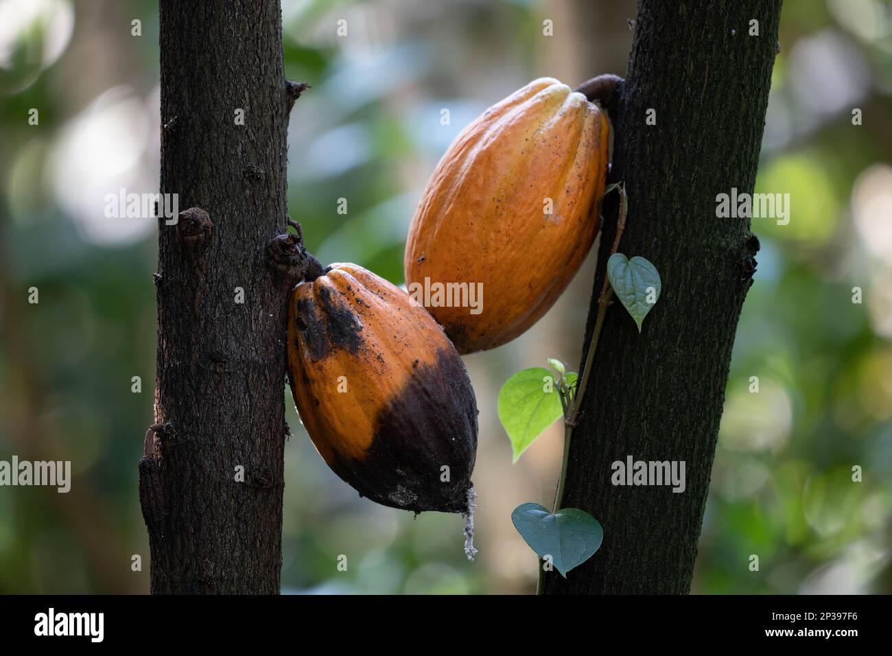 Cacao tree (Theobroma cacao, cocoa) fruits with one fruit partially