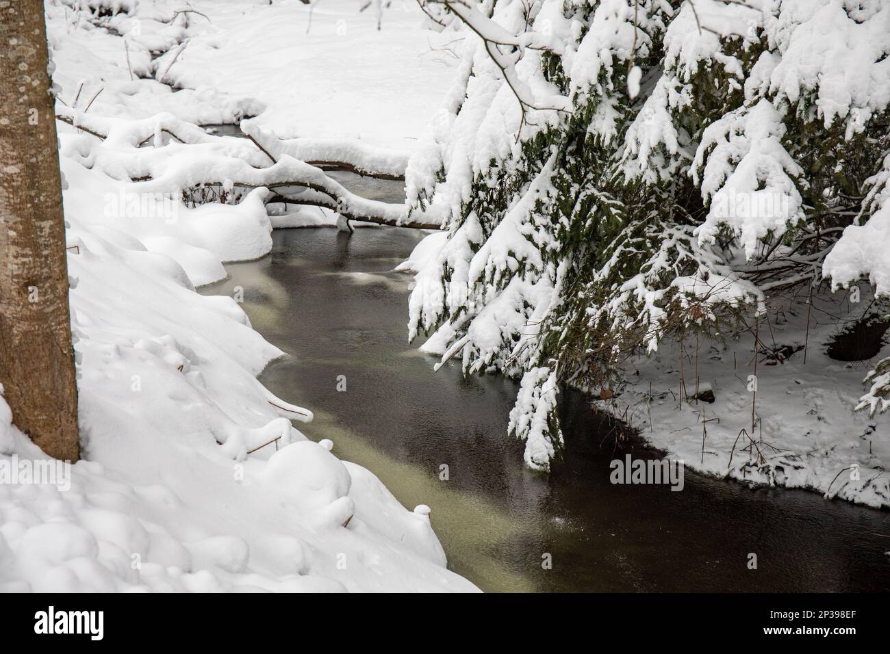 Frozen forest creek in Helsinki, Finland Stock Photo