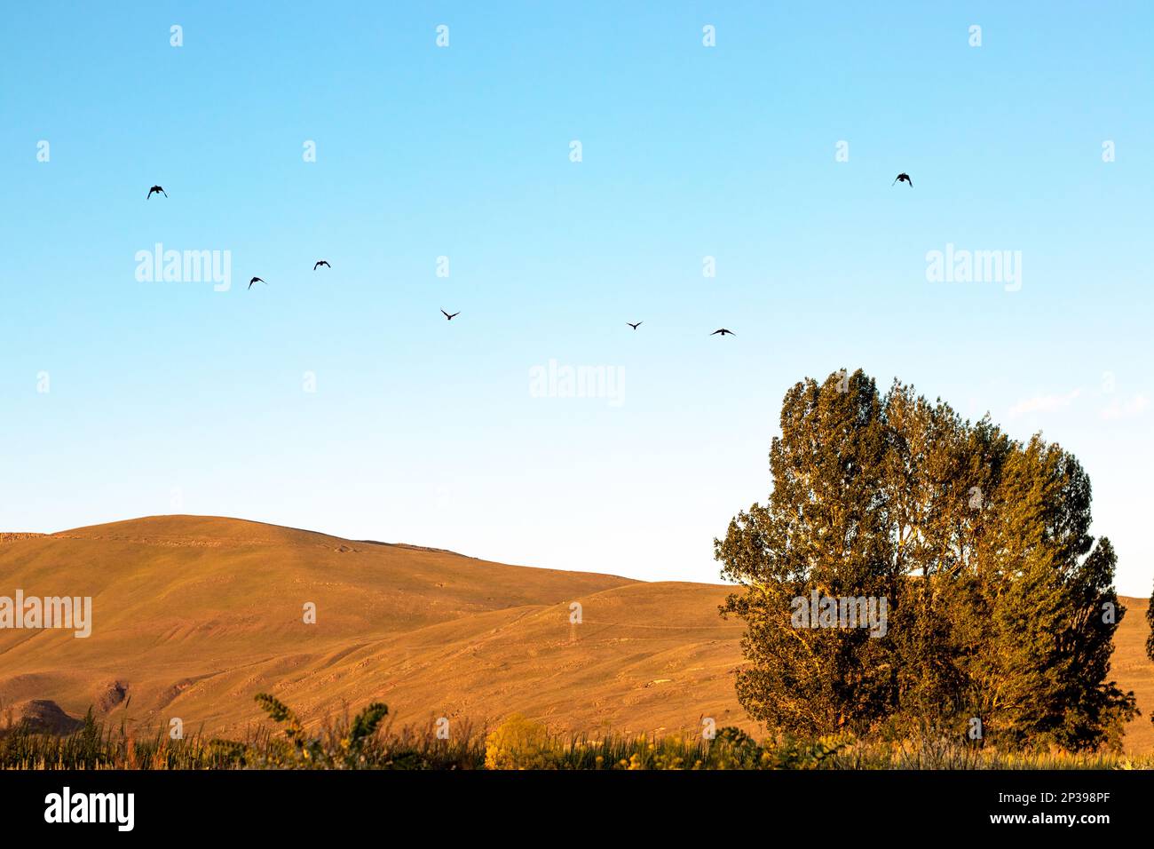 A flock of birds fly over a field with a tree in the foreground. with copy space Stock Photo