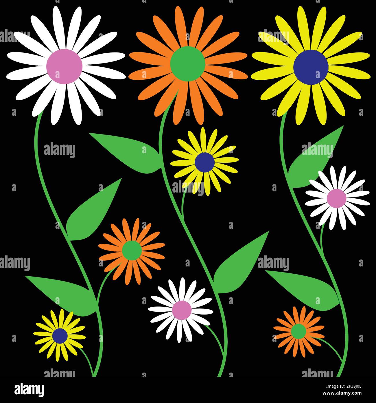 Colorful Daisy flowers pattern on black background. Vector illustration