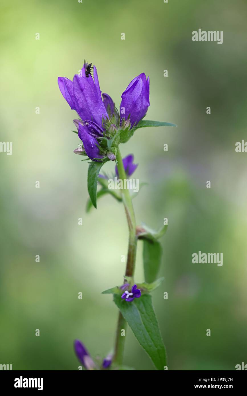 Campanula glomerata, commonly known as Clustered Bellflower, wild flowering plant from Finland Stock Photo