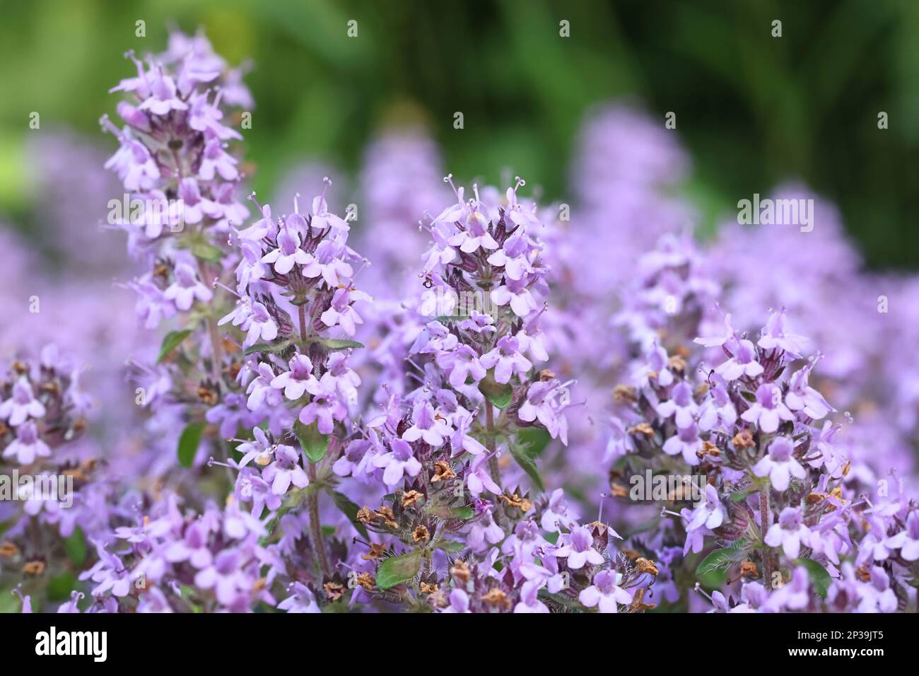 Breckland Thyme, Thymus serpyllum, also known as Creeping thyme, Wild