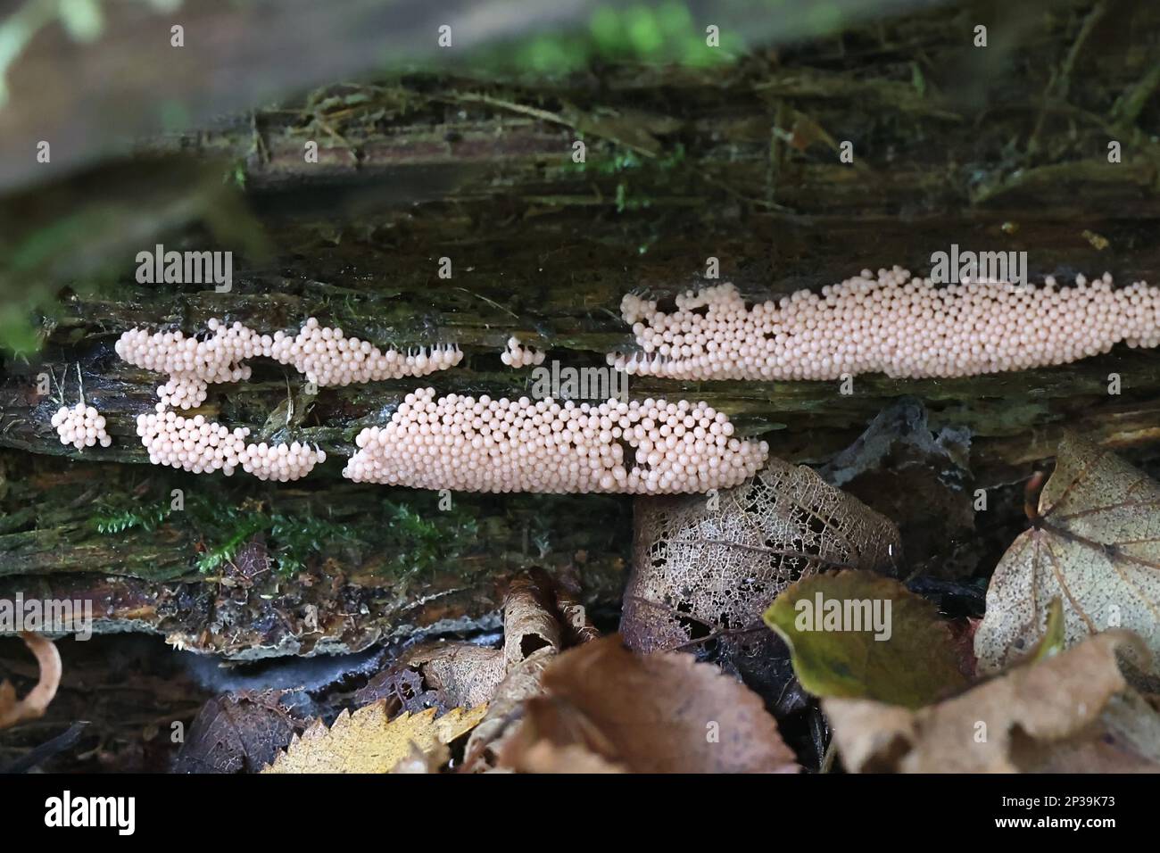 Arcyria ferruginea, early stage of candy slime mold from Finland, no common English name Stock Photo
