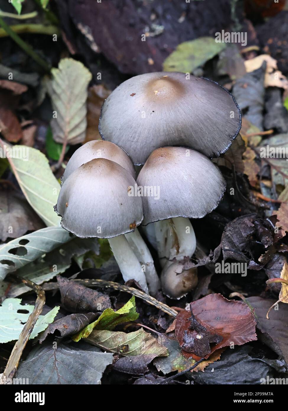 Coprinopsis acuminata, also called Coprinus acuminatus, commonly known as the humpback inkcap, wild mushroom from Finland Stock Photo