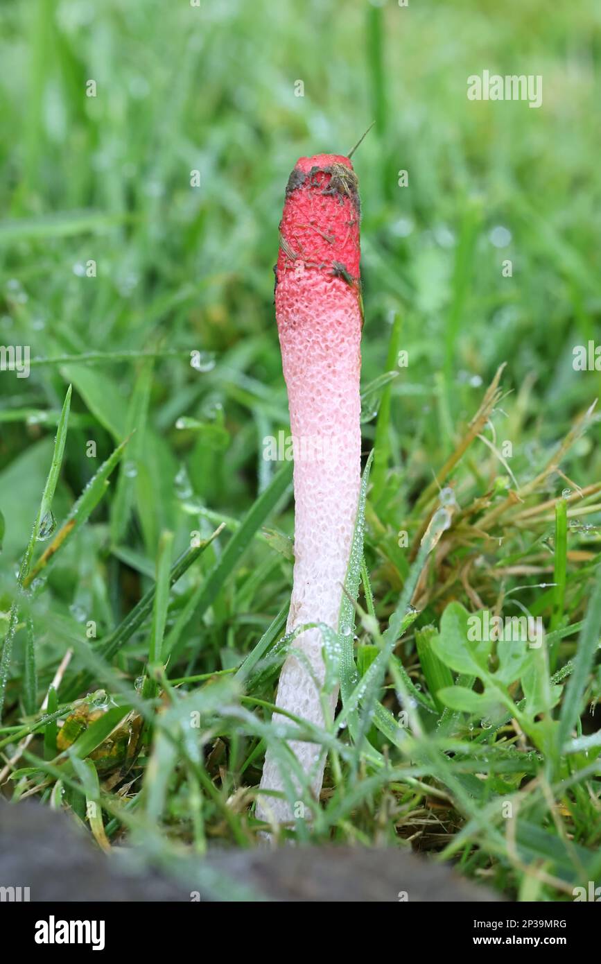 Mutinus ravenelii, known as the red stinkhorn fungus, wild mushrooms from Finland Stock Photo