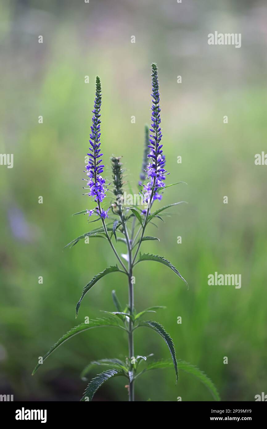 Long-leaved Speedwell, Veronica longifolia, also called Garden speedwell, wild flowering plant from Finland Stock Photo