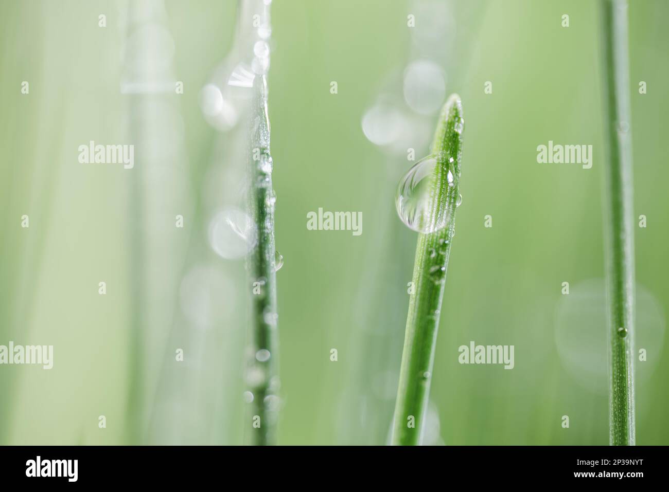 Green grass close-up super macro shooting abstract background. Stock Photo