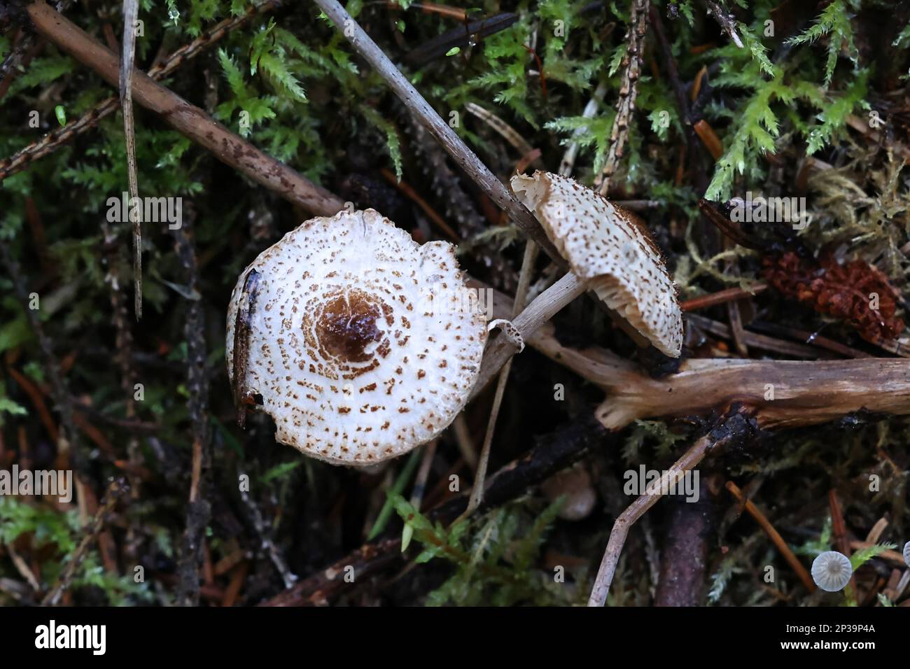 Lepiota felina, commonly known as Cat Dapperling, wild fungus from Finland Stock Photo