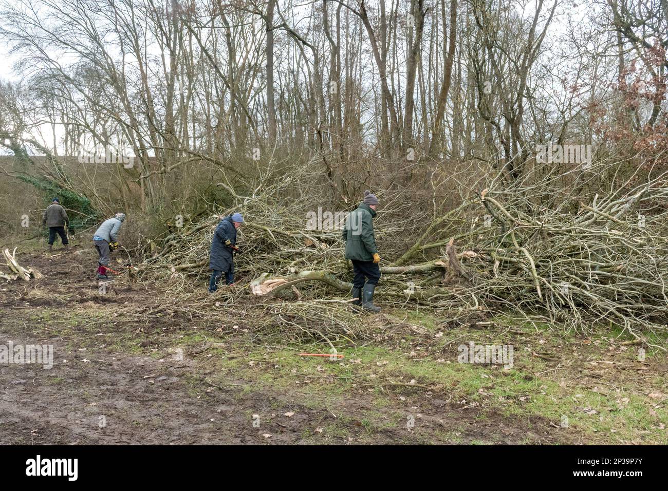 Volunteers clearing up ash trees felled due to ash dieback disease, England, UK, 2023. Chalara dieback caused by fungus Hymenoscyphus fraxineus Stock Photo