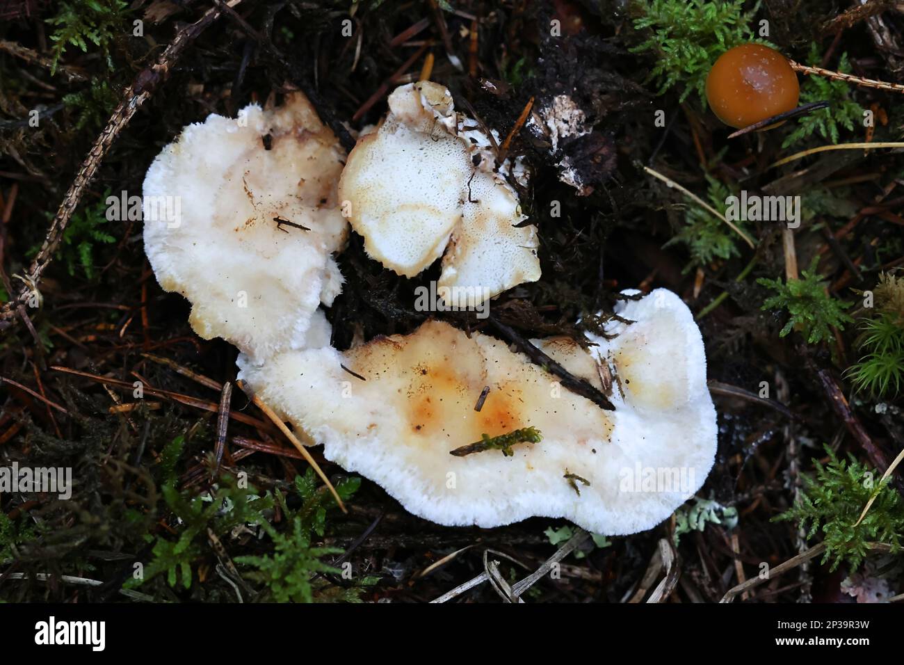 Postia fragilis, known as the Brown-staining Cheese Polypore, brown rot fungus from Finland Stock Photo