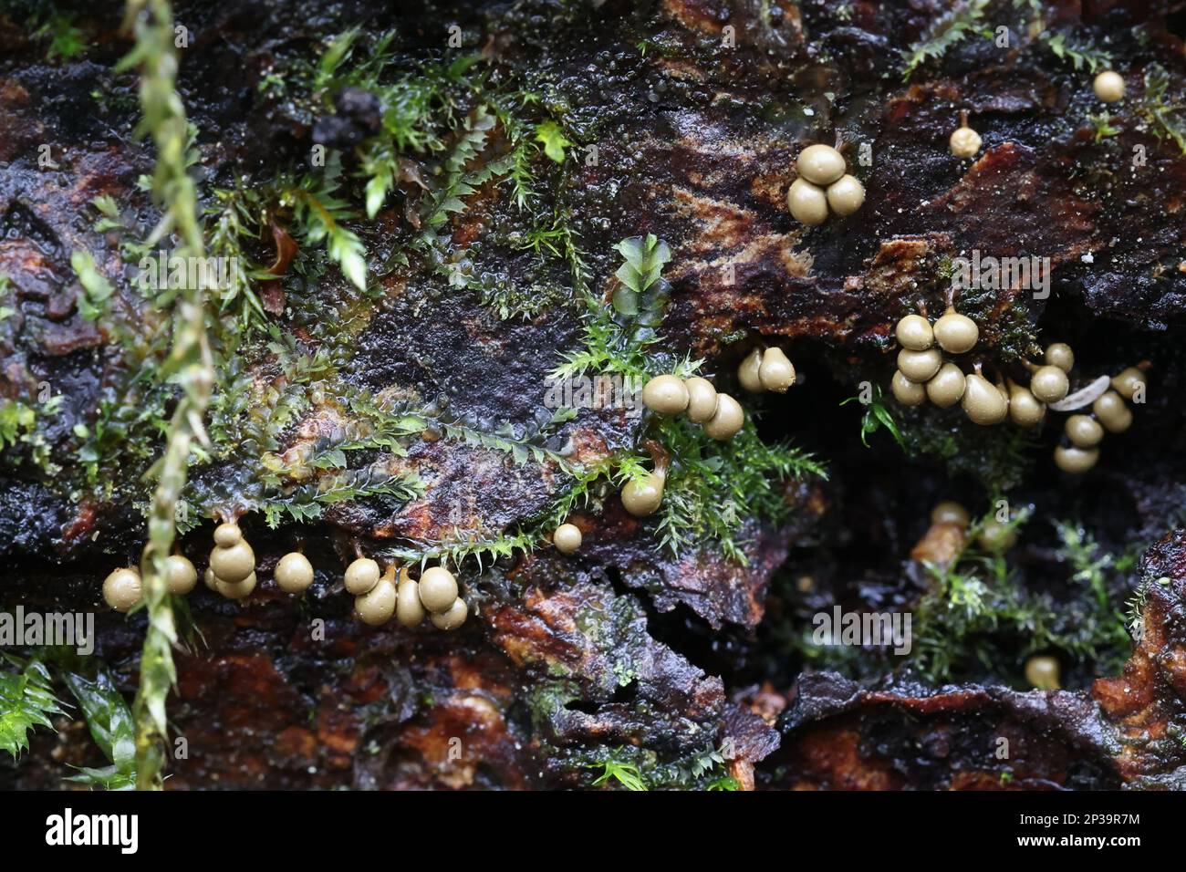Trichia crateriformis, previoulsy known as  Trichia decipiens var. olivacea, slime mold from Finland Stock Photo