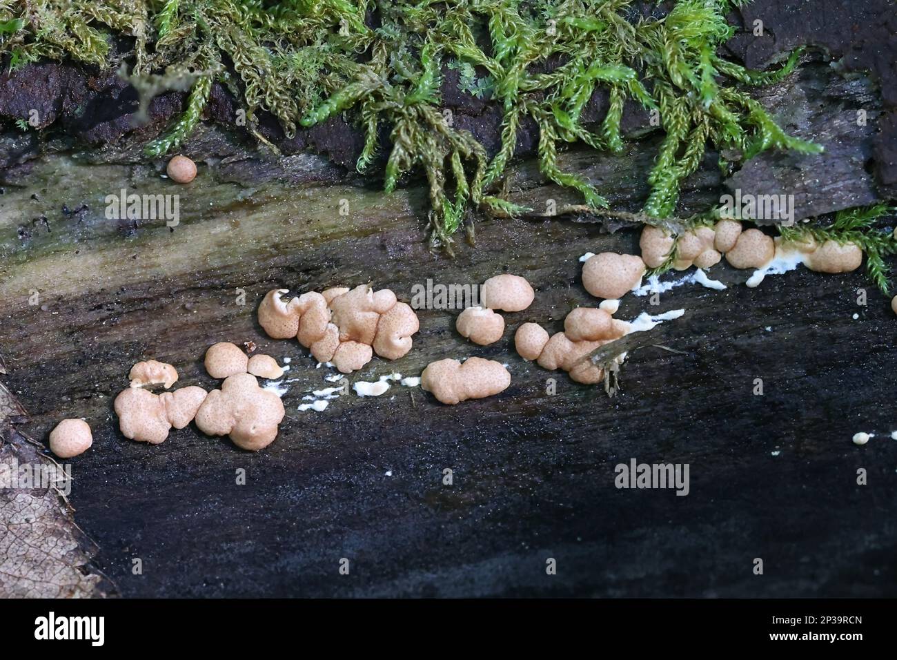 Trichoderma europaeum, a parasitic fungus from Finland, no common English name Stock Photo