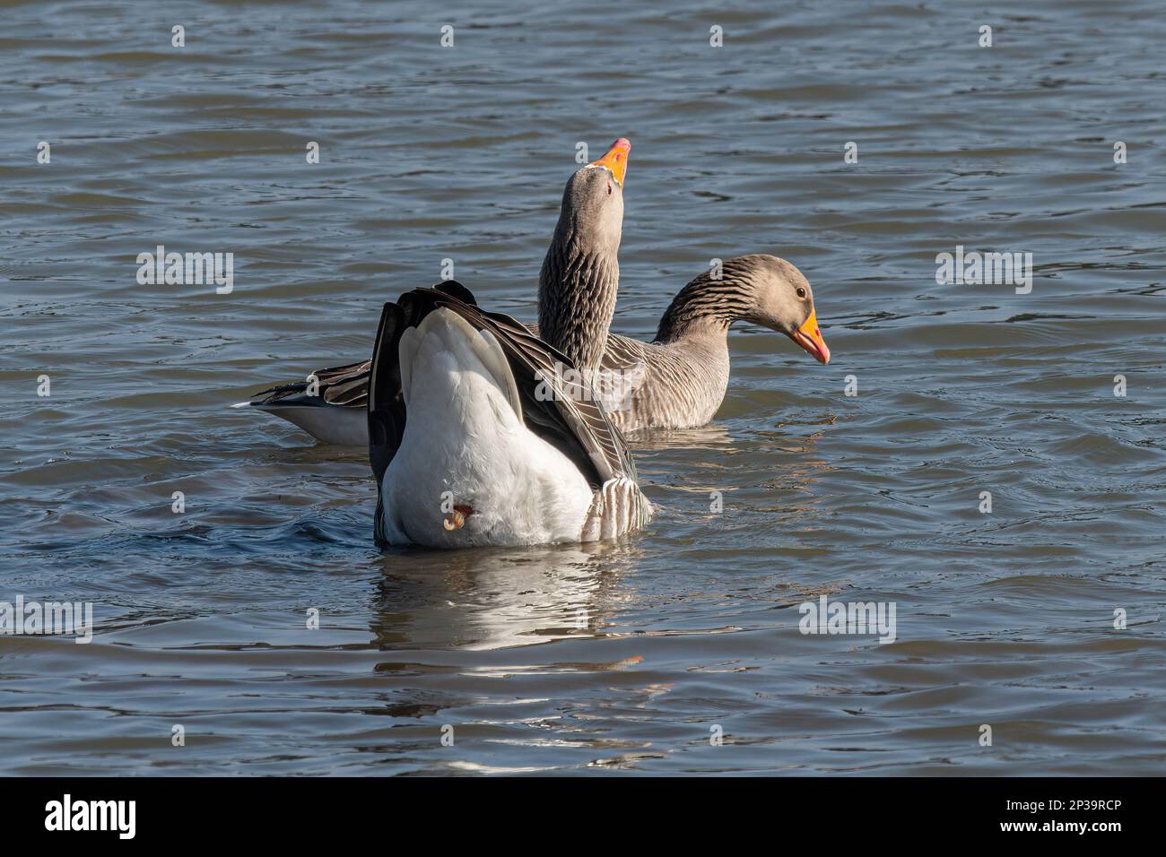 Pair of greylag geese (Anser anser) just after mating, with male copulatory organ or penis visible Stock Photo