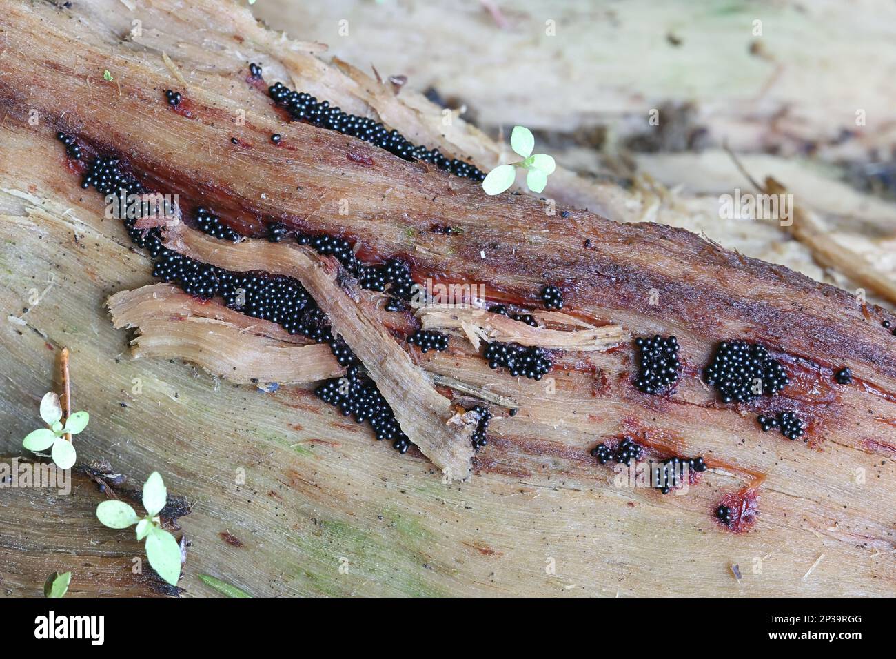Wasp nest slime mold, Metatrichia vesparium Stock Photo