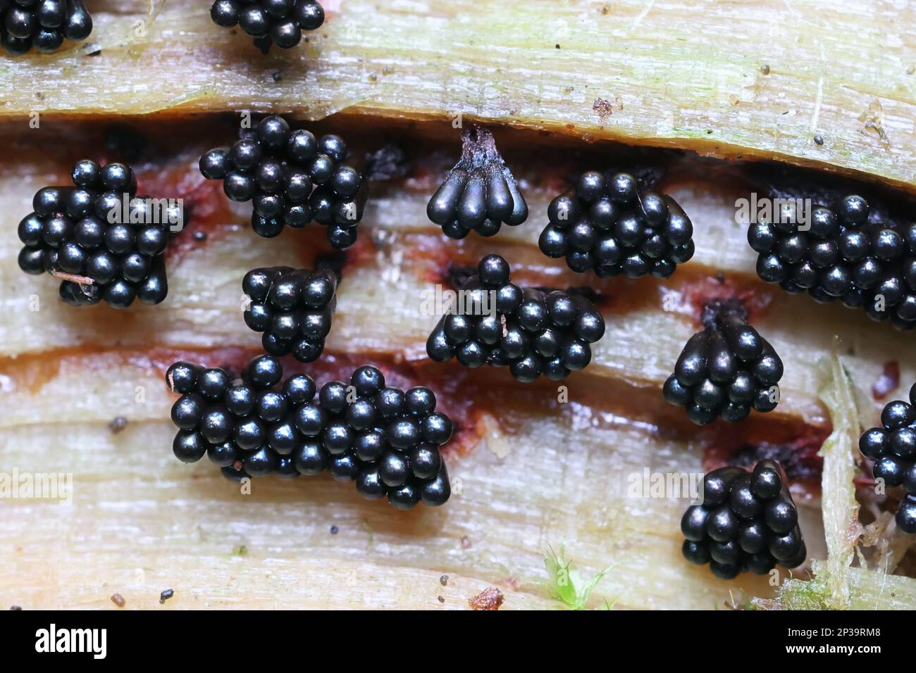 Metatrichia vesparium, commonly known as wasp nest slime mold, microscope image Stock Photo