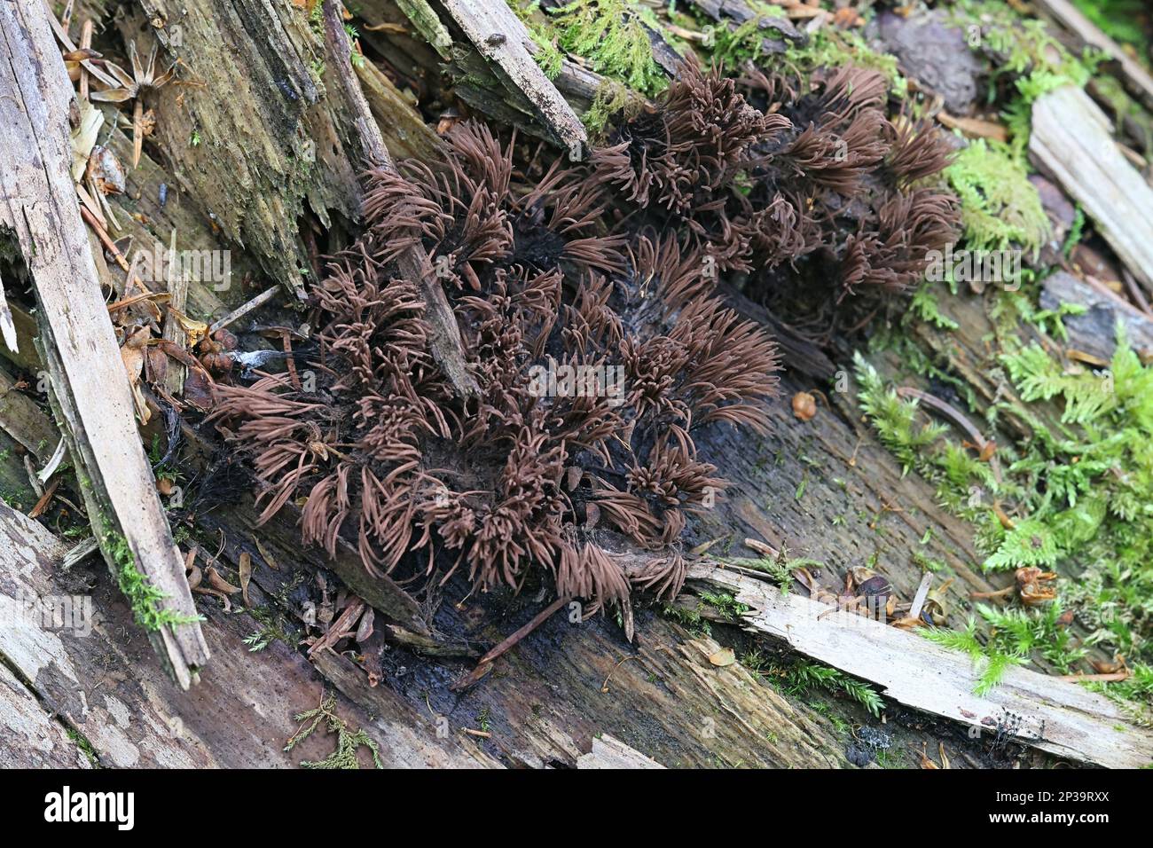 Stemonitis fusca, tube slime mold from Finland, no common English name Stock Photo