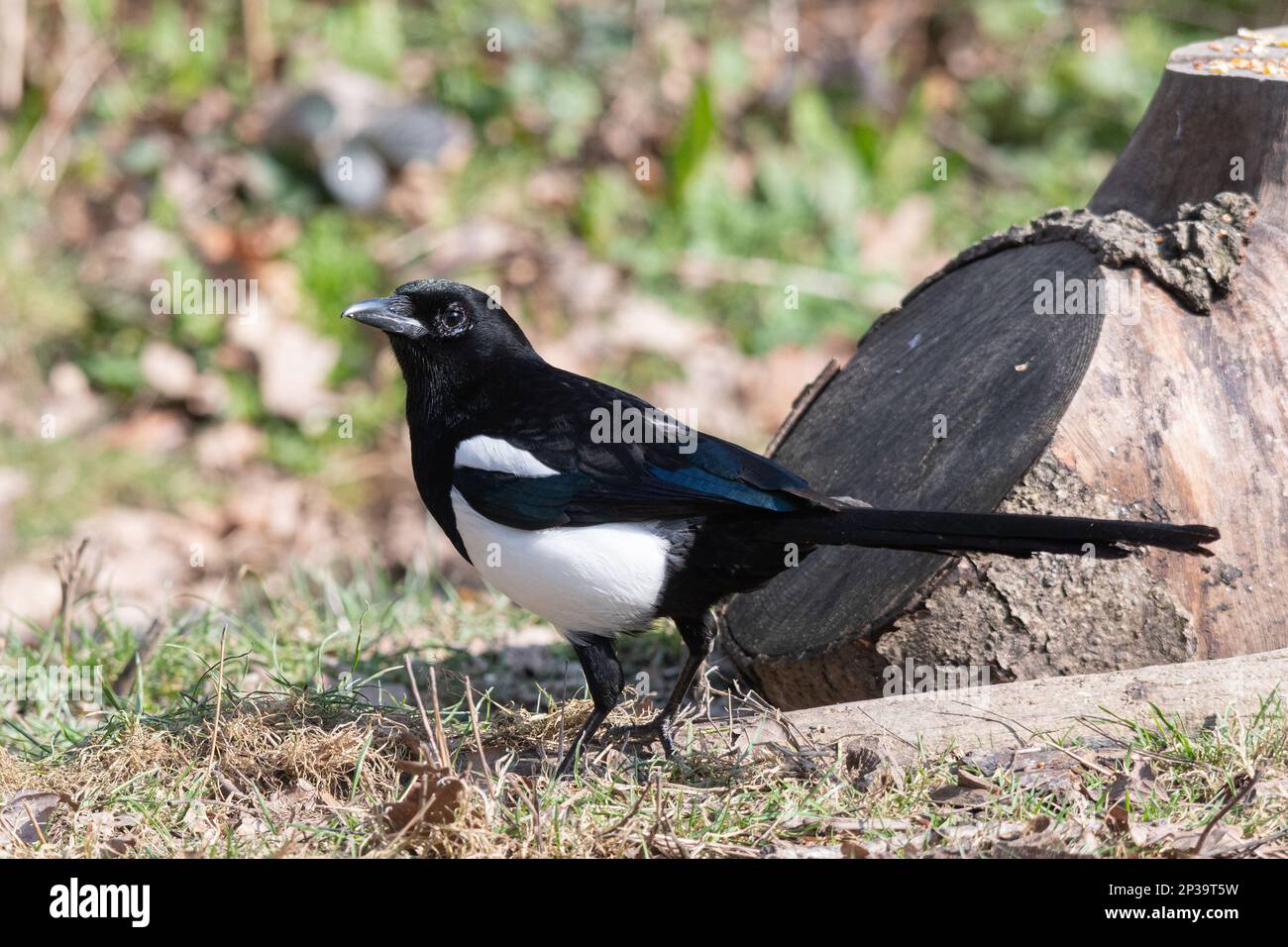 Magpie (Pica pica), black and white bird of the corvid family, UK Stock Photo