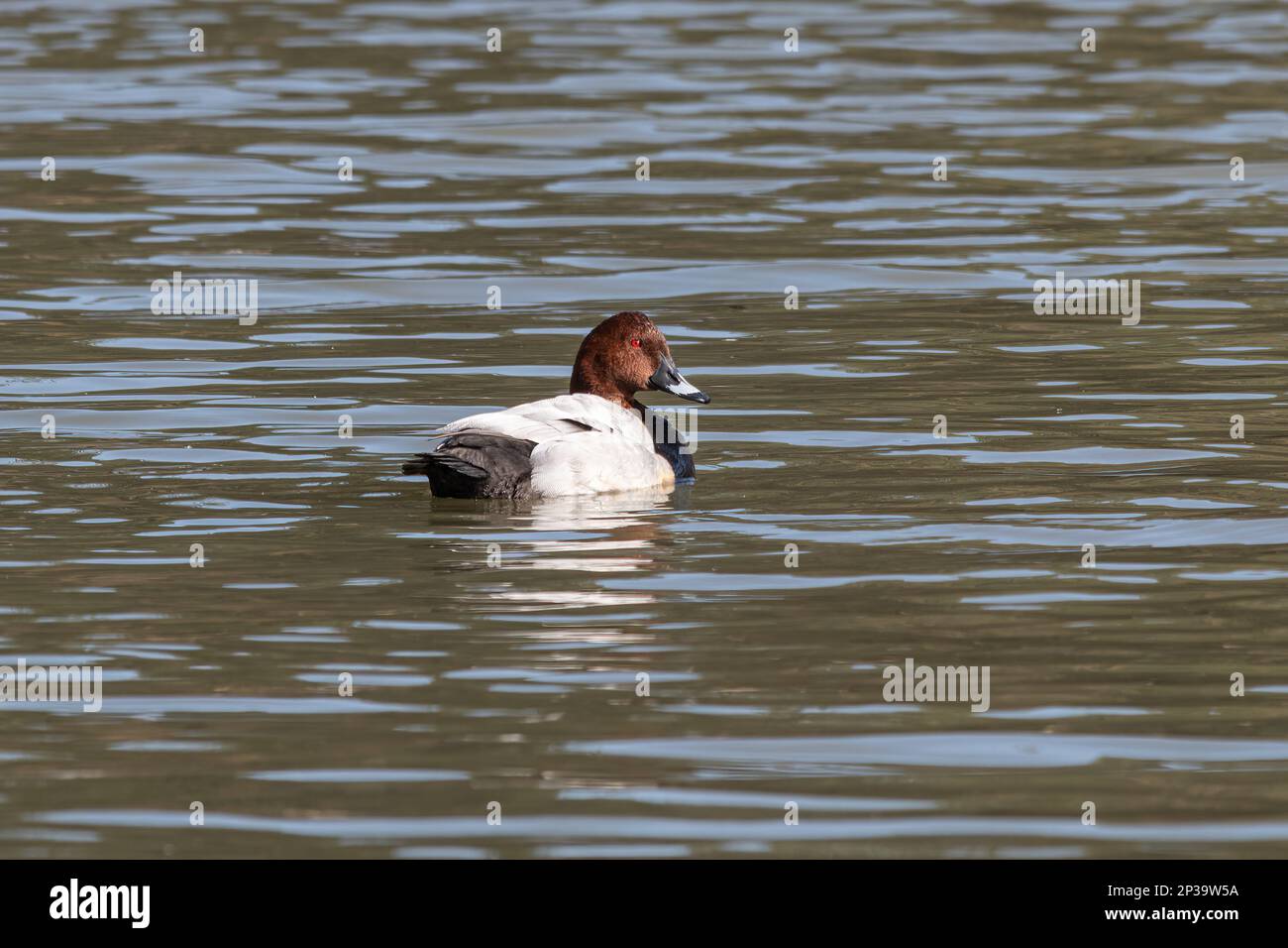 Pochard duck (Aythya ferina), male bird, swimming on a lake during spring, England, UK Stock Photo