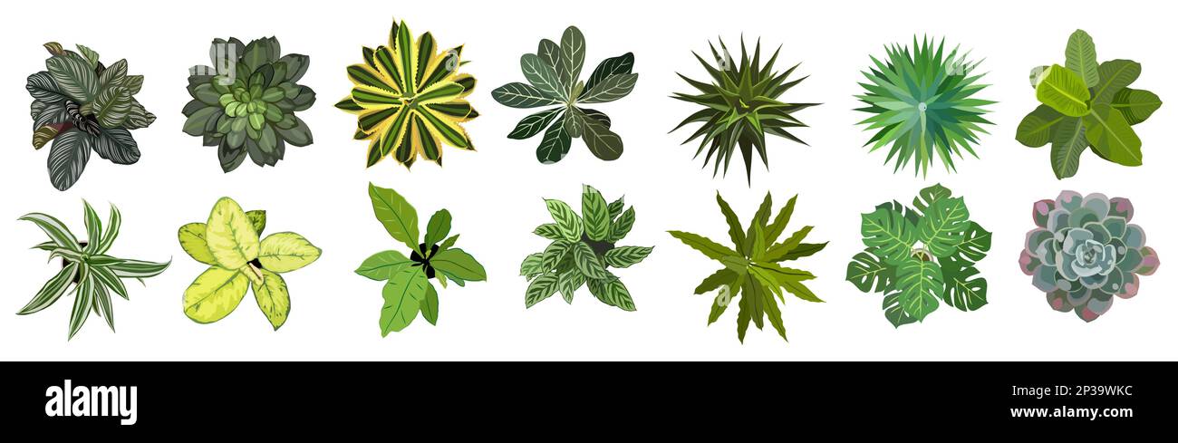 Set of different house plants top view Stock Vector Image & Art - Alamy