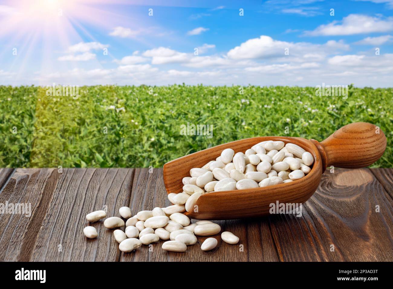 Lima bean farm hi-res stock photography and images - Alamy