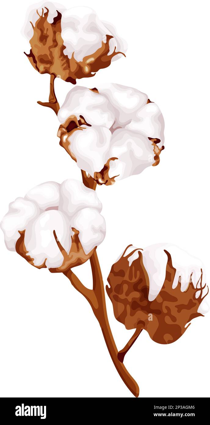 Fluffy cotton flowers white Stock Vector Images - Alamy