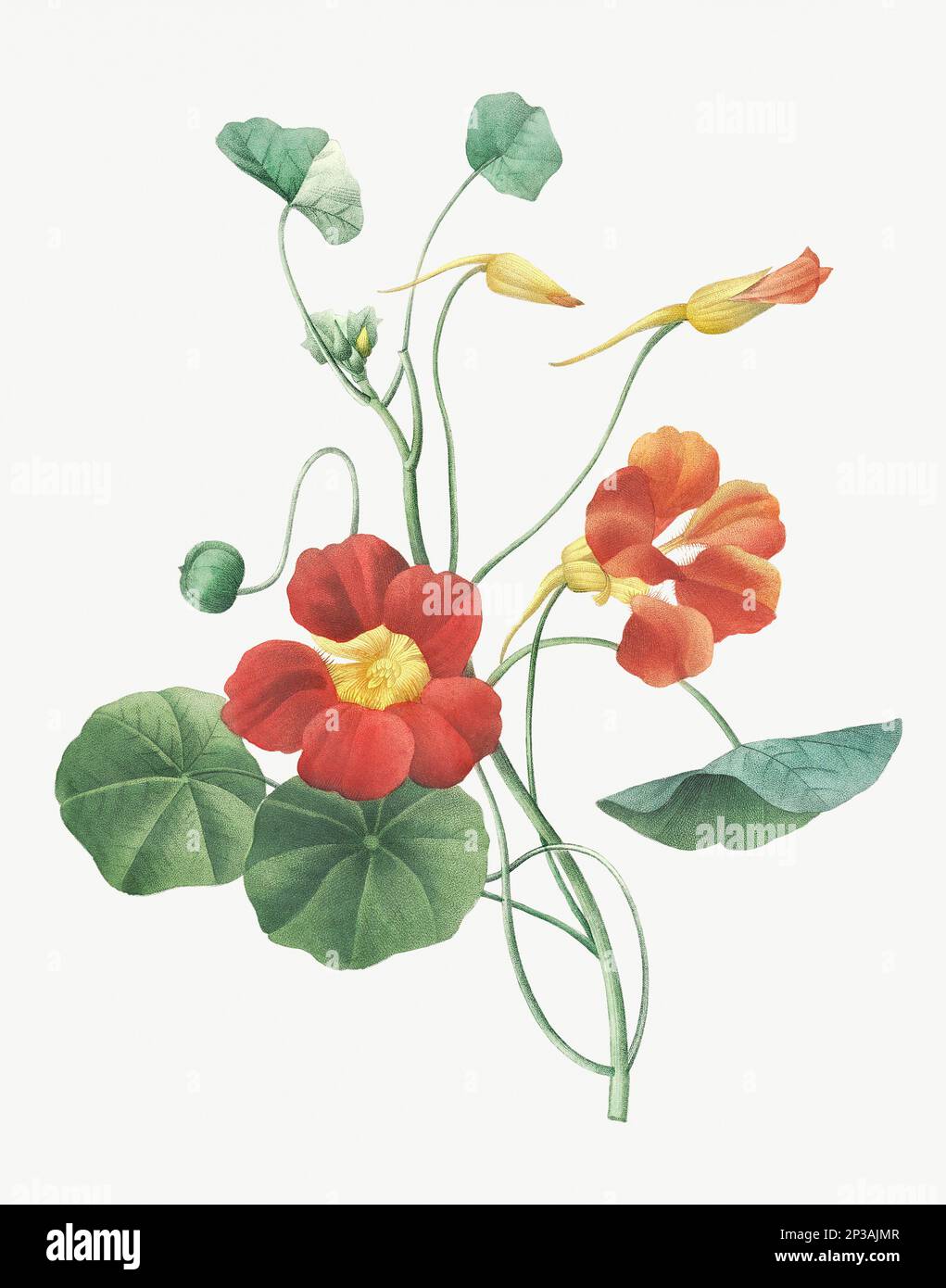 Flower illustration. Capucine Stock Photo