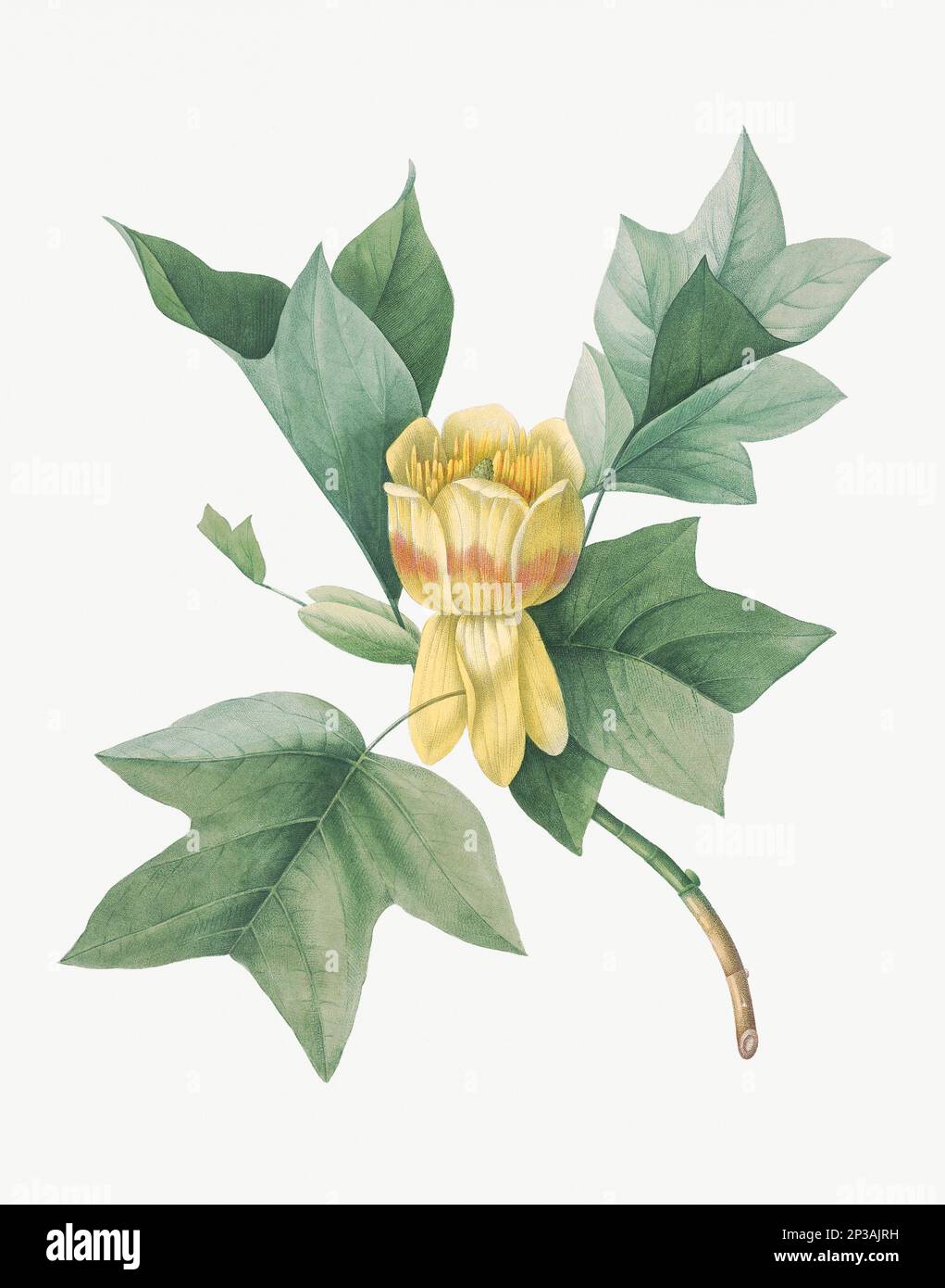 Flower illustration. Culipier Stock Photo