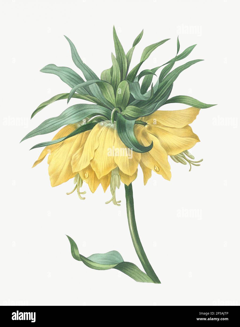 Flower illustration. Fritillaire Stock Photo