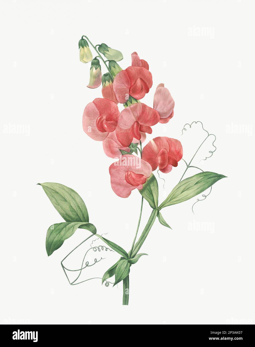 Flower illustration. Gesse Stock Photo