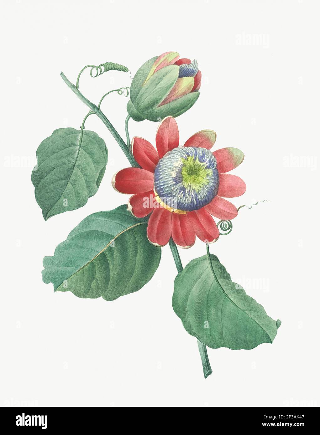 Flower illustration. Passion Flower Stock Photo