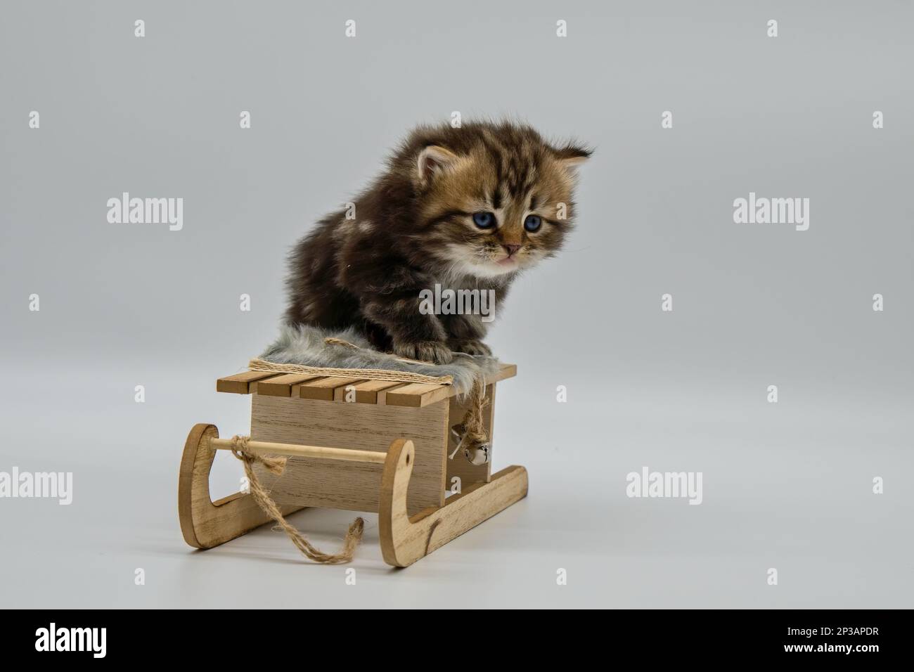 Siberian kitten travels on a sled Stock Photo