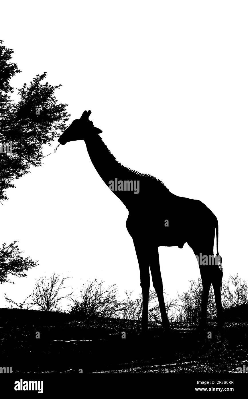 Giraffe eating isolated in white background in Kgalagadi transfrontier