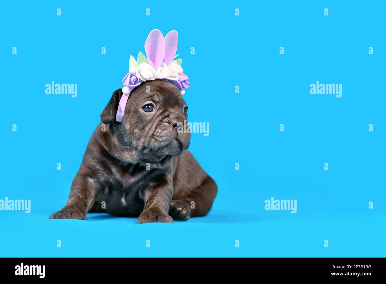 Black French Bulldog dog puppy dressed up as Easter bunny with rabbit ears headband with flowers on blue background Stock Photo