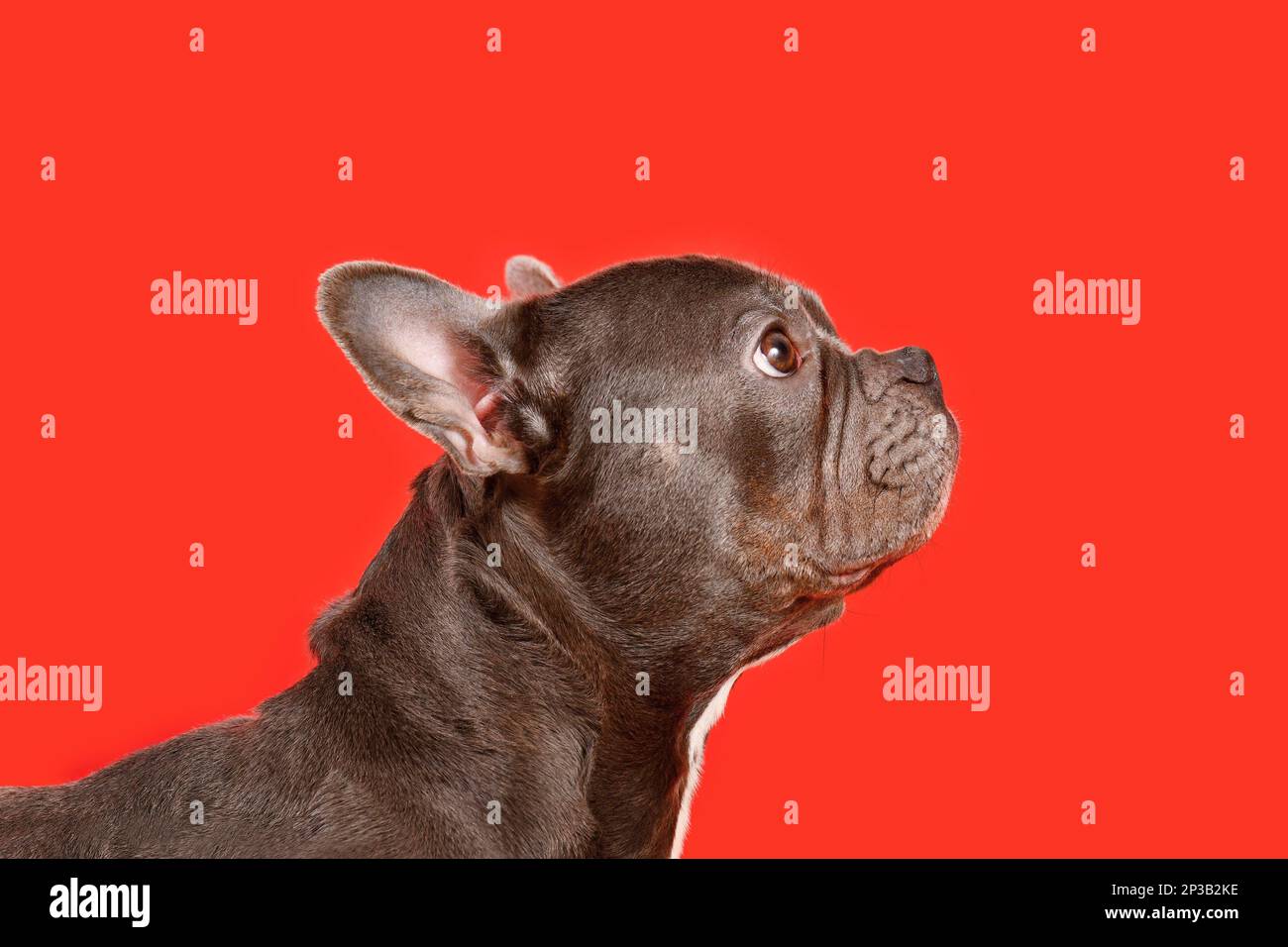 Healthy brachycephalic black French Bulldog dog with long nose on red background Stock Photo