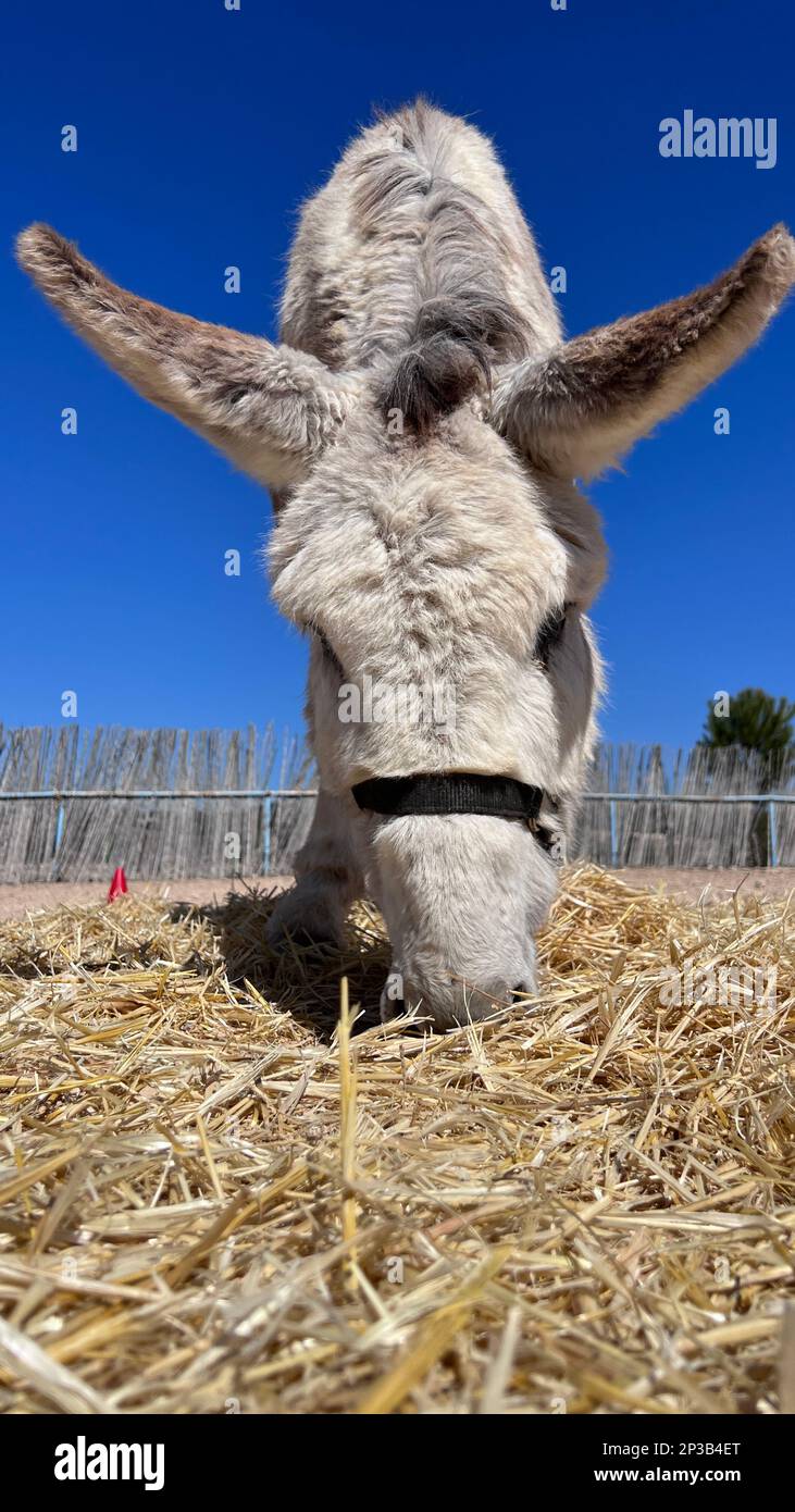 Donkey passing on a farm Stock Photo