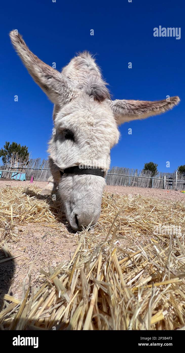 Donkey passing on a farm Stock Photo