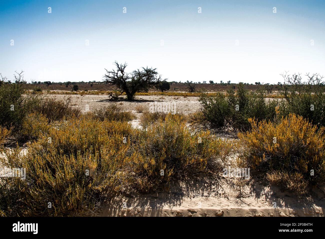 Scrubland scenery in Kgalagadi transfrontier park, South Africa Stock
