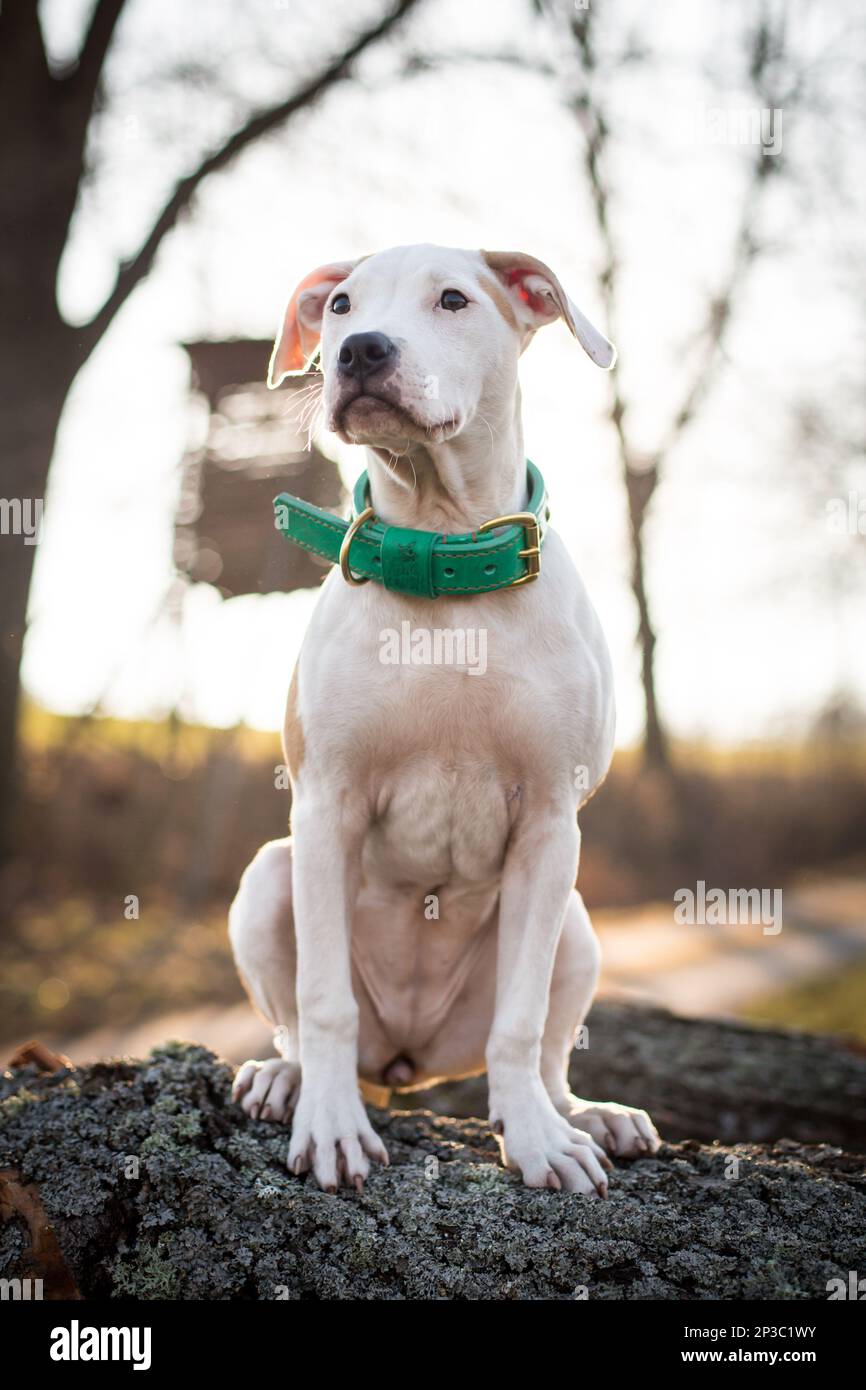 White puppy sitting Stock Photo Alamy