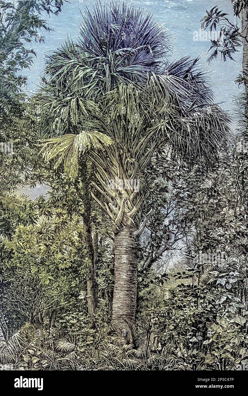 Grand Palm of Celebes Drawn by H. Catenacci Chapter XXI - The Malays from Cyclopedia universal history : embracing the most complete and recent presentation of the subject in two principal parts or divisions of more than six thousand pages by John Clark Ridpath, 1840-1900 Publication date 1895 Publisher Boston : Balch Bros. Volume 6 History of Man and Mankind Stock Photo