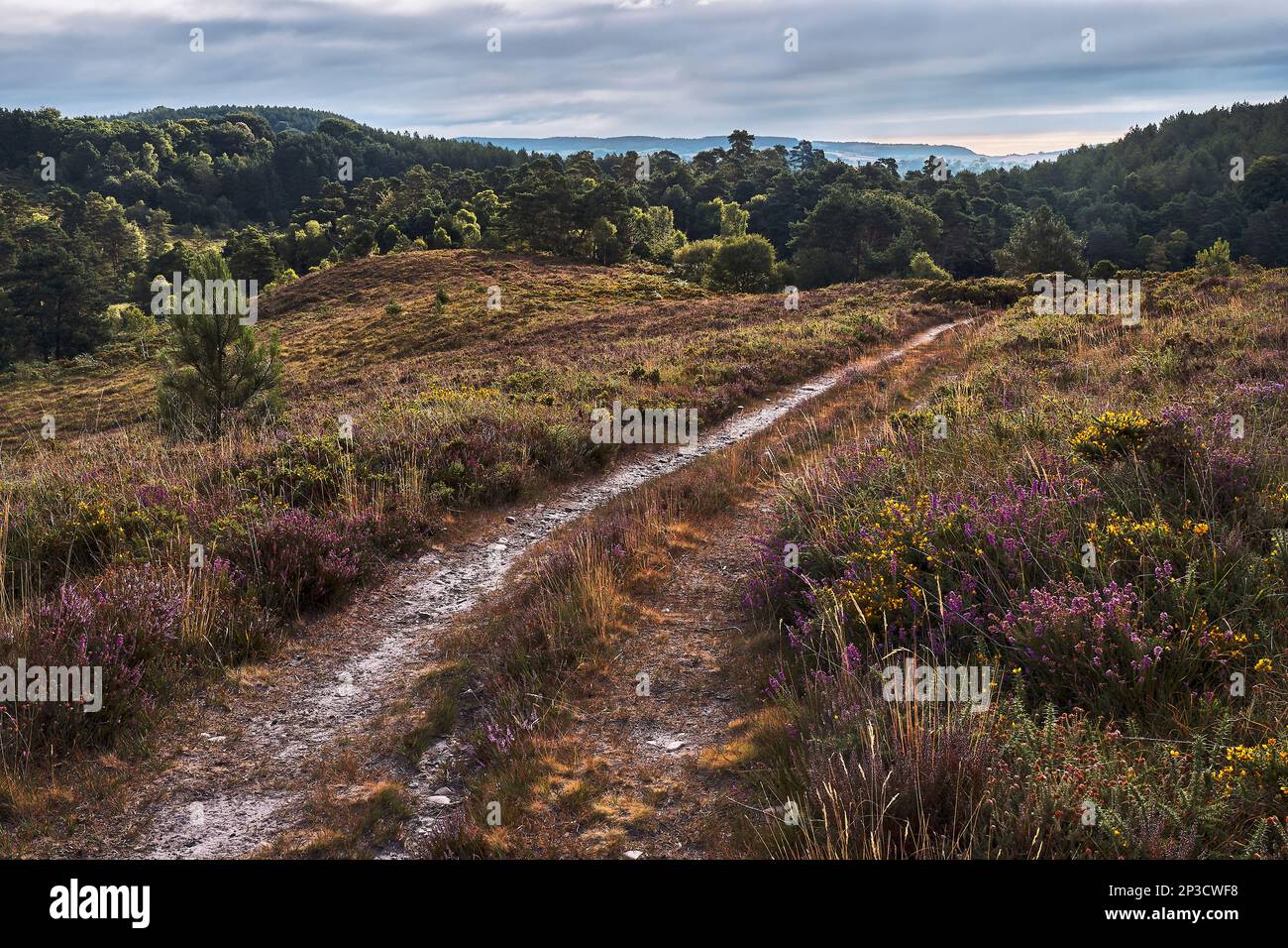 View of the Pebblebed Heaths; general landscape with heather in flower and trees; East Devon Stock Photo