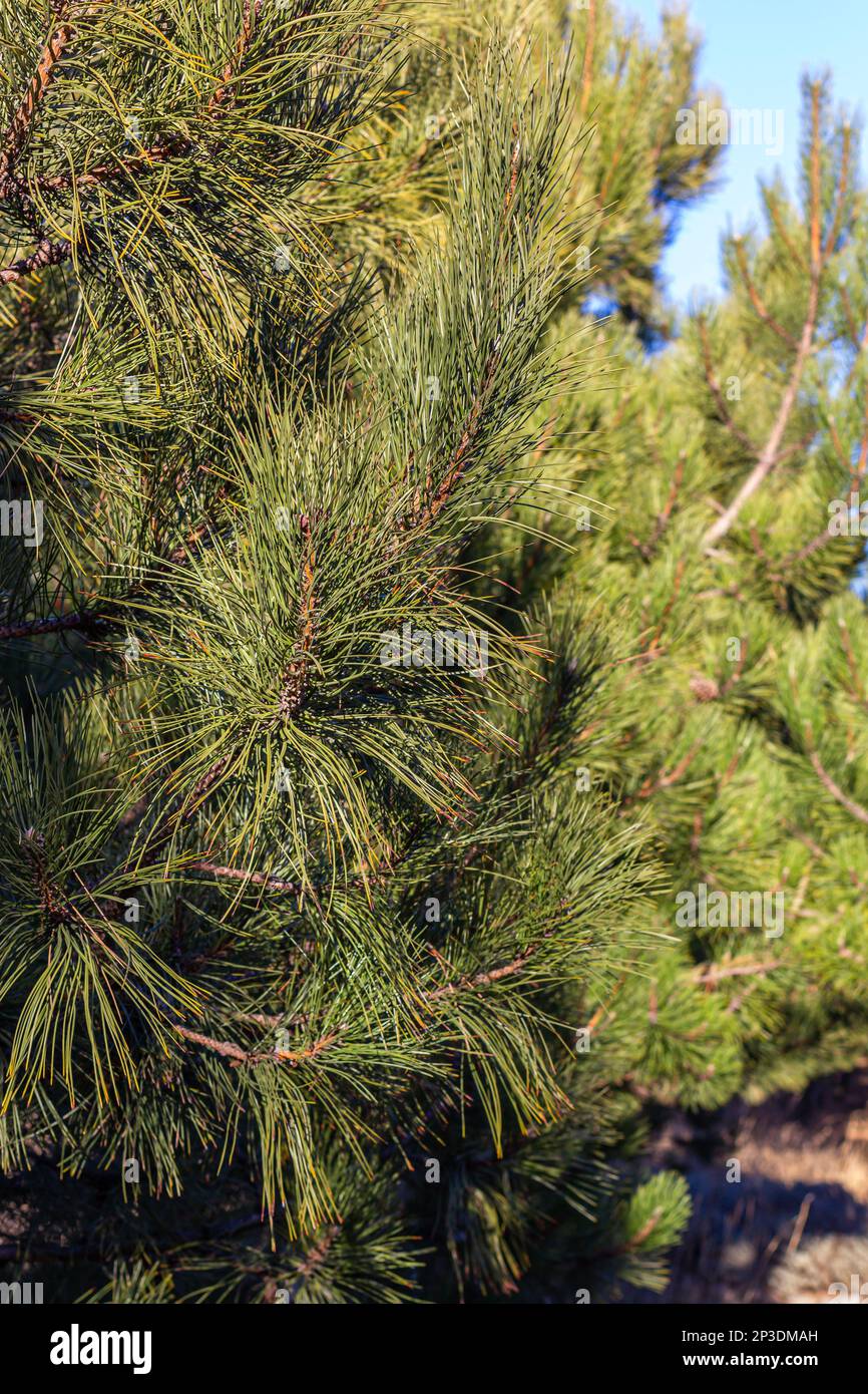 Coniferous tree branches sun close hi-res stock photography and images ...