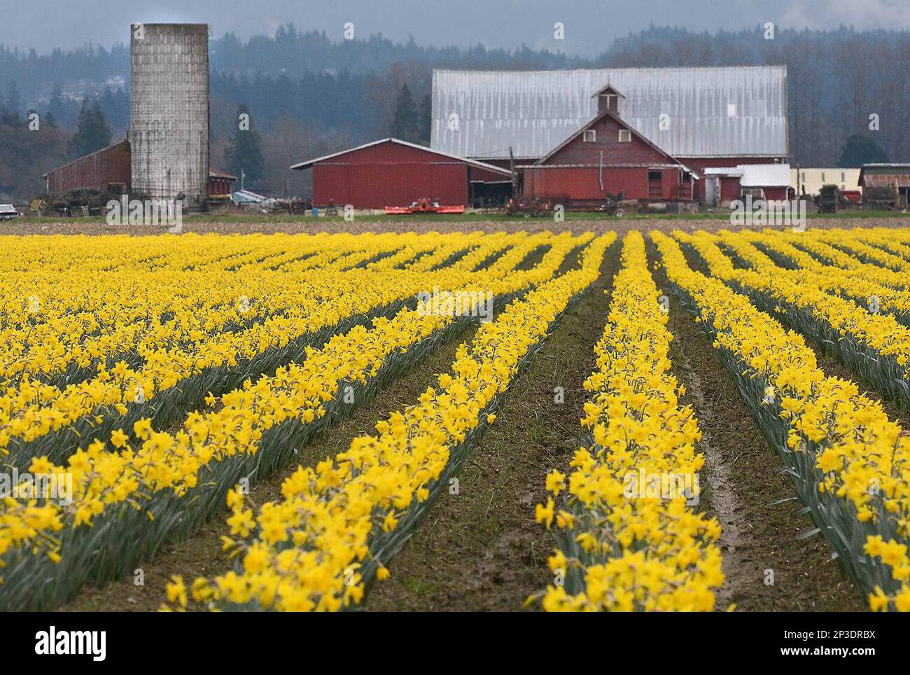 After a mild winter, a field of daffodils blooms near La Conner, Wash. Fields of tulips grown