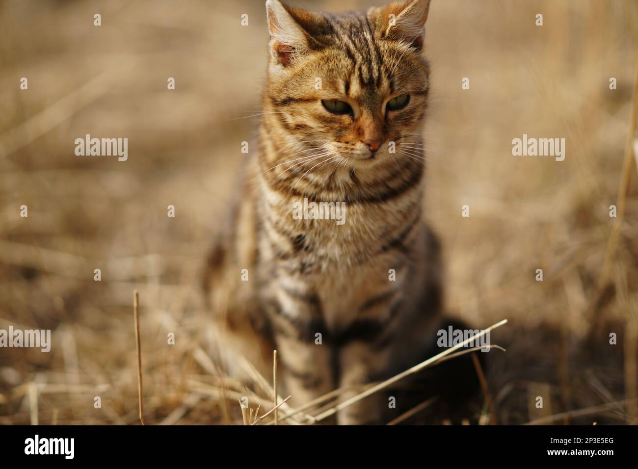 Tabby cat sits in sunny garden with dry grass Stock Photo - Alamy